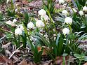 2014-03-09,_Polenztal (4)
